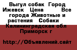 Выгул собак. Город Ижевск › Цена ­ 150 - Все города Животные и растения » Собаки   . Калининградская обл.,Приморск г.